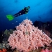 coral_soft_pc_v_0705_png1922.jpg